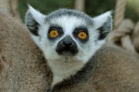 Создать мем Lemur