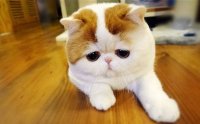 Создать мем Печальный кот