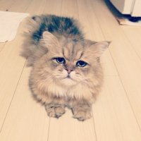 Создать мем шзгвпры