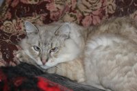 Создать мем злой котэ