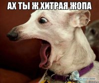 ах ты ж хитрая жопа 