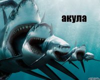 акула