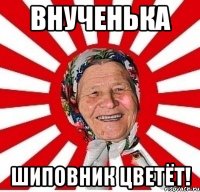 внученька шиповник цветёт!