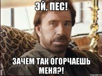 эй, пес! зачем так огорчаешь меня?!