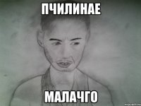 пчилинае малачго