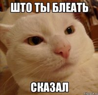 што ты блеать сказал