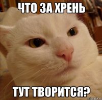 что за хрень тут творится?