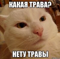 какая трава? нету травы
