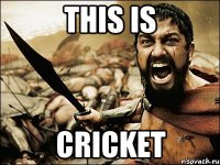 this is cricket