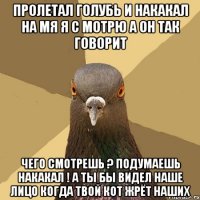 пролетал голубь и накакал на мя я с мотрю а он так говорит чего смотрешь ? подумаешь накакал ! а ты бы видел наше лицо когда твой кот жрёт наших