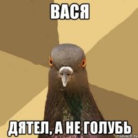 вася дятел, а не голубь