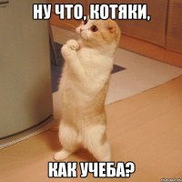 ну что, котяки, как учеба?