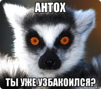 антох ты уже узбакоился?