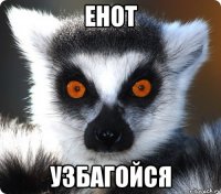 енот узбагойся