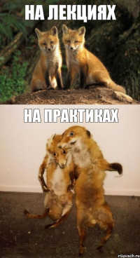 на лекциях на практиках