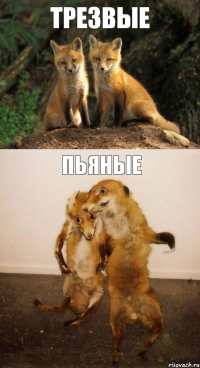 трезвые пьяные