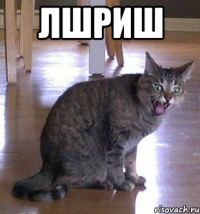 лшриш 
