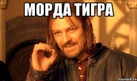 морда тигра 