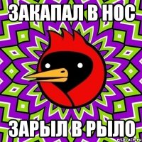 закапал в нос зарыл в рыло