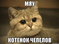 мяу котенок чепелов