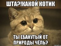 шта?!какой котик ты ебанутый от природы чёль?