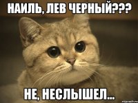 наиль, лев черный??? не, неслышел...