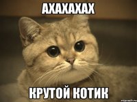 ахахахах крутой котик