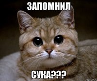 запомнил сука???