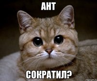 ант сократил?