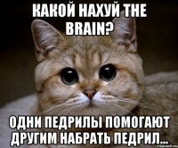 какой нахуй the brain? одни педрилы помогают другим набрать педрил...