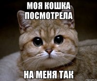 моя кошка посмотрела на меня так