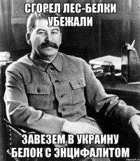 сгорел лес-белки убежали завезем в украину белок с энцифалитом