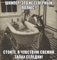 шкипер! это не северный полюс! стойте, я чувствую свежий запах селедки!