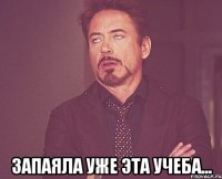  запаяла уже эта учеба...