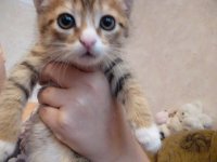 Создать мем аааа