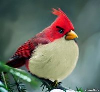 Создать мем angry birds