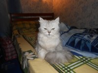 Создать мем Че делаешь
