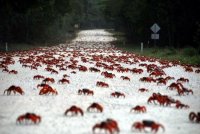Создать мем Crabs