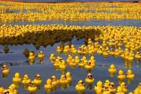 Создать мем Deal With It Duck