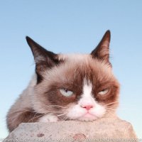Создать мем Grumpy Cat расскажи мне