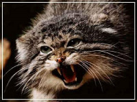 погладь кота и приходи на настолки, Мем манул