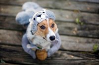 Создать мем милота