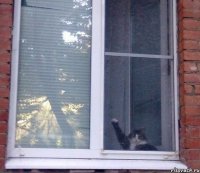 Создать мем ячсвапп