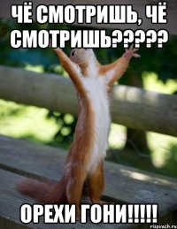 чё смотришь, чё смотришь??? орехи гони!!!