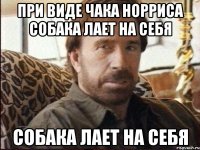 при виде чака норриса собака лает на себя собака лает на себя
