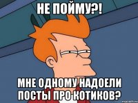 не пойму?! мне одному надоели посты про котиков?