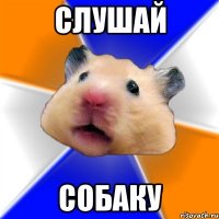 слушай собаку