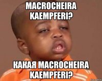 macrocheira kaempferi? какая macrocheira kaempferi?