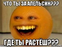 что ты за апельсин??? где ты растёш???