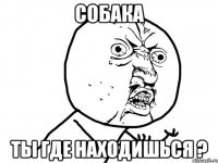 собака ты где находишься ?